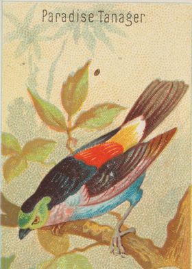 Tropical birds vintage illustration