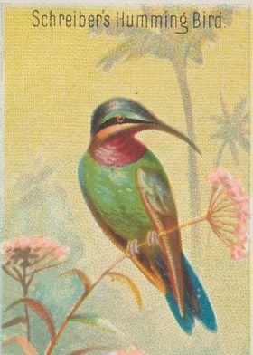 Tropical birds vintage illustration