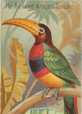 Tropical birds vintage illustration