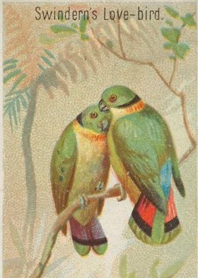 Tropical birds vintage illustration