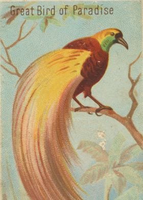 Tropical birds vintage illustration