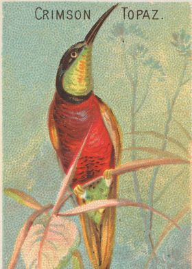 Tropical birds vintage illustration