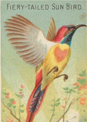 Tropical birds vintage illustration