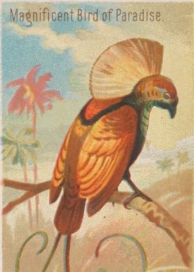 Tropical birds vintage illustration