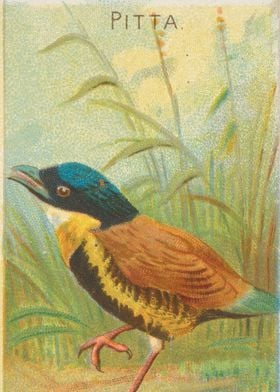 Tropical birds vintage illustration