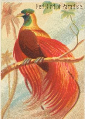 Tropical birds vintage illustration