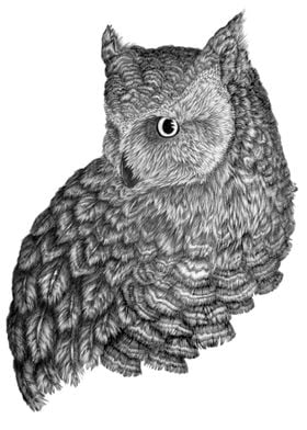 A Friend for Forsythe | Owl