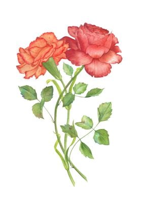 Carnation and Rose watercolor illustration 