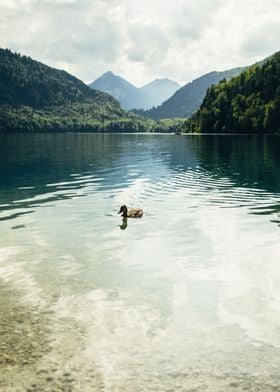 Duck swimming in a mountain lake in the Alps