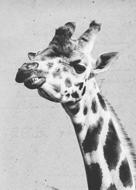 Giraffe portrait