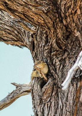 Squirrel in tree.