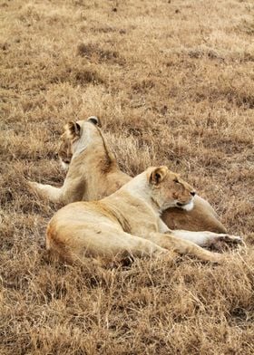 Lioness enjoying the company in the african evening sun ... 