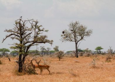 Two antelopes 