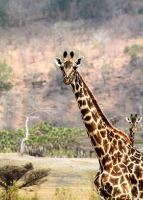 Giraffes looking interested.