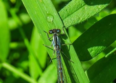 Blue Dragonfly 