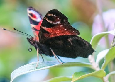 Peacock Butterfly