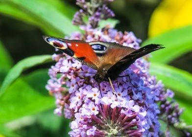 Peacock Butterfly