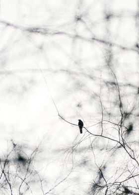 Freebird iii. A solitary crow in winter's branches