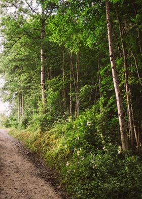 Sunlit forest and a pathway