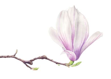 Magnolia Watercolor Illustration