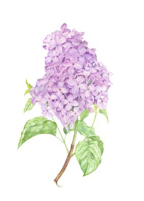 Lilac. Watercolor Illustration