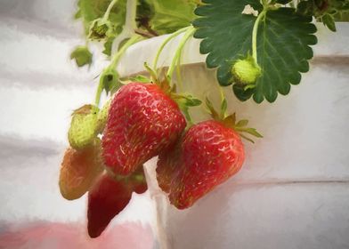 ripe strawberries in the pot
