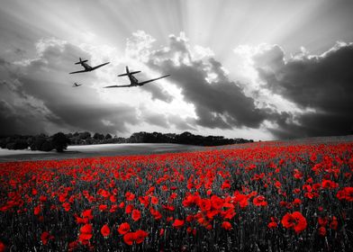 Spitfires over a poppy field