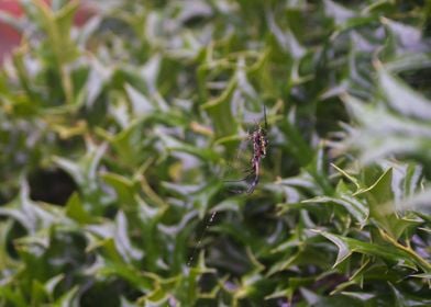 An Arachnid After Rain