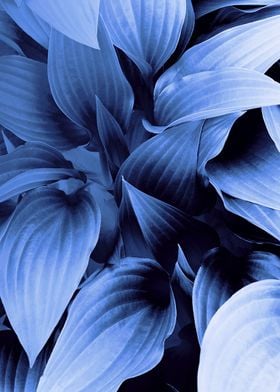 Blue Foliage