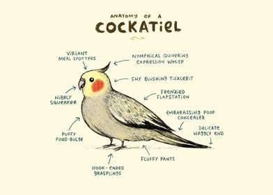 Anatomy of a Cockatiel