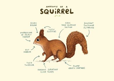 Anatomy of a Squirrel