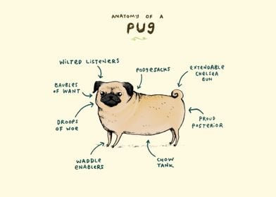 Anatomy of a Pug