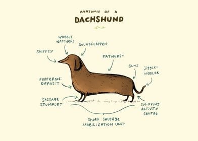 Anatomy of a Dachshund