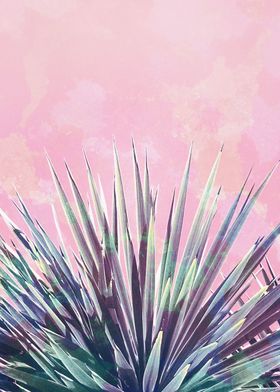 Solar Yucca on Pink