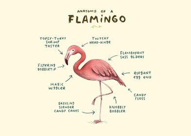 Anatomy of a Flamingo