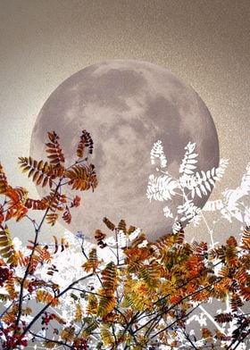 Autumnal Moon