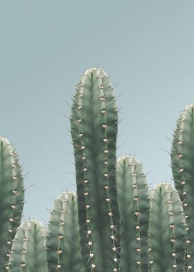 Cactus the nature series