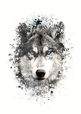 Wolf with blue eyes 