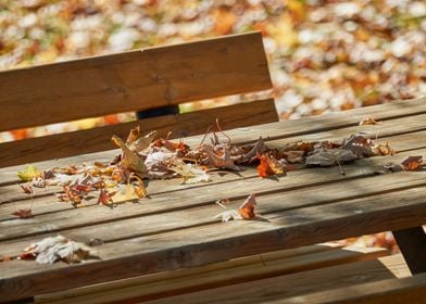 autumn leaf on wooden bench