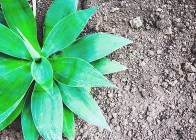 green leaf succulent plant