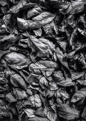 leaf texture in black and white