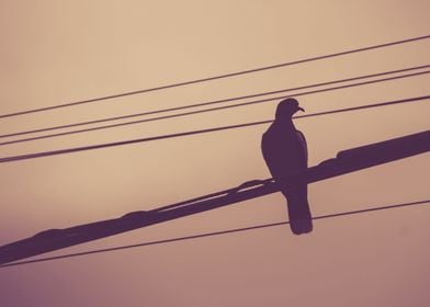 Pigeon on electric wires photograph