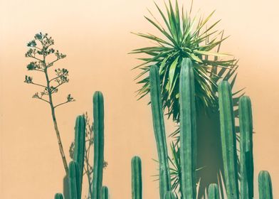 Green cactuses photograph