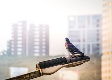 Photograph of an urban pigeon on a street lamp