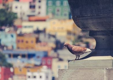 Pigeon in town with blurred background