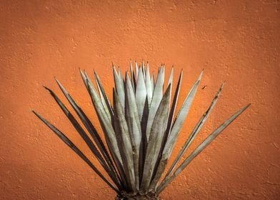 Photograph of a maguey plant and orange wall