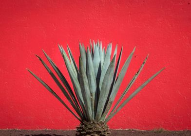 Maguey plant on red background