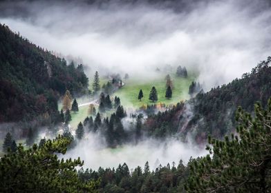 Foggy Forest