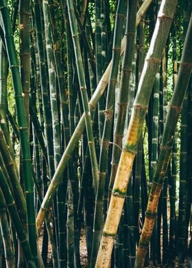 Bamboo Grove