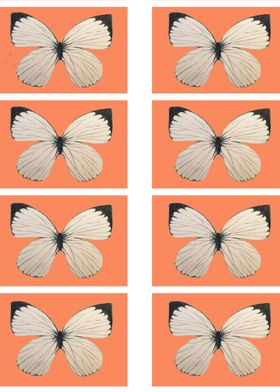  butterflies 
